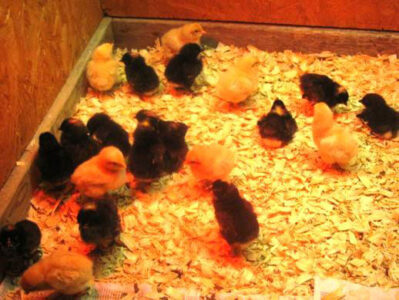 A Kansas Family’s Journey to Self-Sufficiency Begins Image